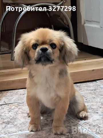 Продавам два мъжки пекинеза , снимка 1