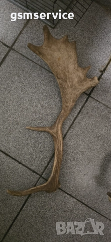 Рога от елен лопатар (Dama dama)., снимка 7 - Декорация за дома - 52206451
