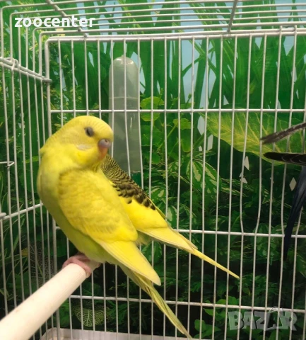 Вълнисти папагали, снимка 4 - Папагали - 27393513