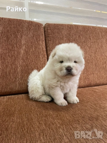 мъжки чау чау, снимка 5 - Чау Чау - 53414331