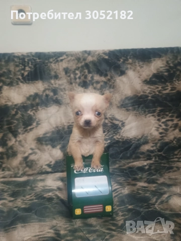 Свободно момче чихуахуа , снимка 5 - Чихуахуа - 52671215