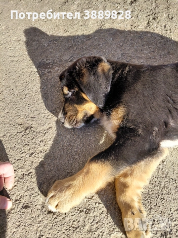 Две мъжки.Между Каракачанка и Ловджийски куче , снимка 2 - Други - 53005695