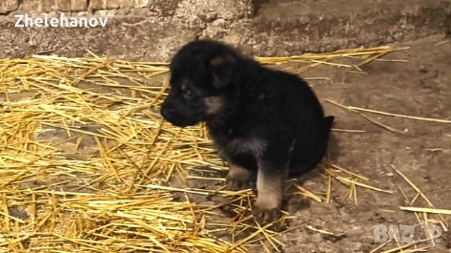Немска Овчарка от Развъдник "Von Zhelehanov", снимка 9 - Немска овчарка - 52180692