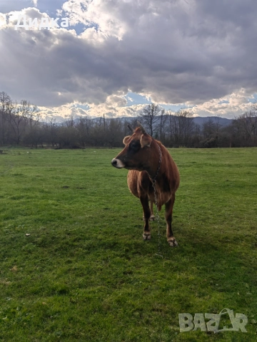 Крава Джарсе , снимка 4 - Овце - 51575934