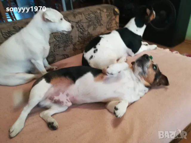 ДЖАК РЪСЕЛ-ПРОДАВАМЕ, снимка 2 - Джак ръсел териер - 49509283