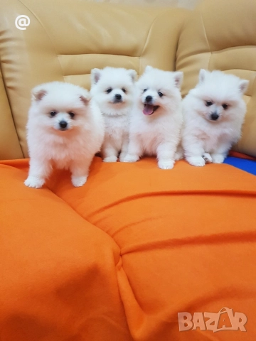 Померан померанчета Гр. София, снимка 6 - Померан - 52775782