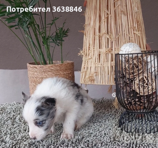 Бордър коли, снимка 4 - Бордър коли - 52849731