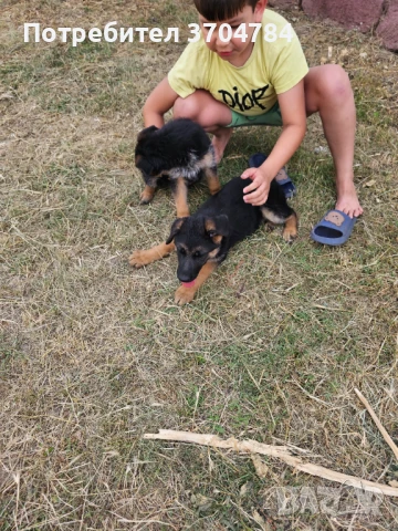 Продавам немски овчарки , снимка 1