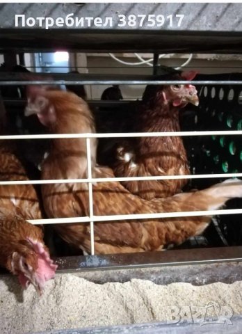 продавам кокошки носачки за яйца