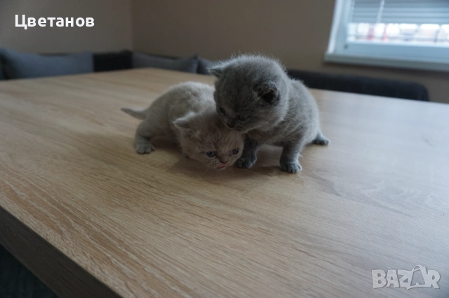 Британска късокосместа, снимка 5 - Британска късокосместа - 52973038