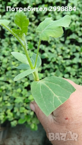 Разсад, снимка 7 - Разсади - 52471727