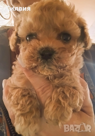 предлагам малтипу мъжки и женски , снимка 3 - Болонка - 52639054