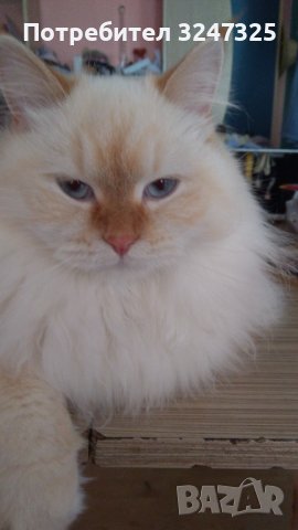 Руски СИБИРКИ невски маскарани, снимка 5 - Сибирски - 40239857