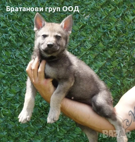 Чехословашки вълчак , снимка 2 - Други - 50894527