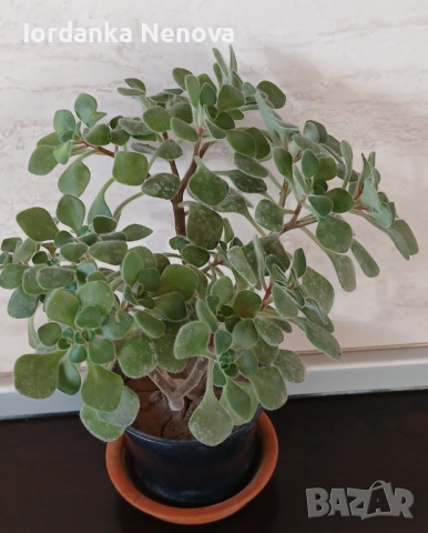 Дървото на парите , снимка 2 - Стайни растения - 52638691