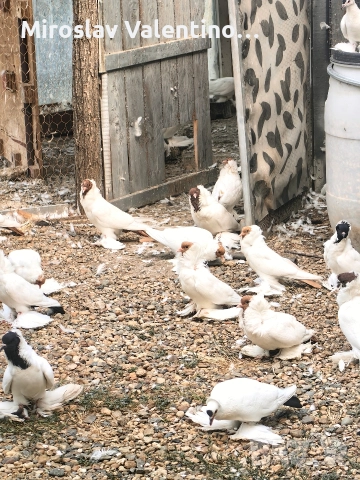 шмалкалденски монахини, снимка 4 - Гълъби - 52795046