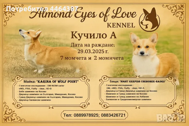 Уелско Корги Пембрук