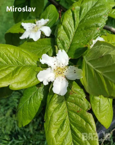 Мушмула, снимка 7 - Градински цветя и растения - 49345064