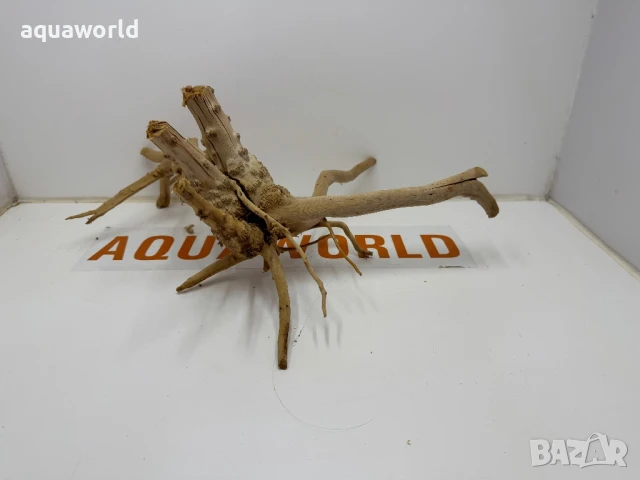 Корен Азалия 24