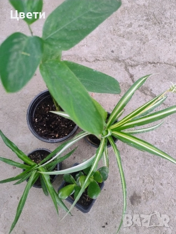 Продавам комплект стайни растения , снимка 3 - Стайни растения - 51675452