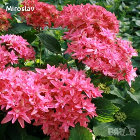 Хортензия Принцеса Даяна, снимка 4 - Градински цветя и растения - 50205799