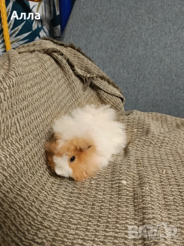 В наличност има морски свинчета и зайчета, снимка 11 - Декоративни зайчета - 52735330