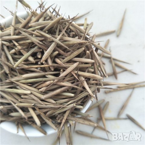 100 броя семена от декоративен бамбук Moso Bamboo зелен МОСО БАМБО за декорация и дървесина, снимка 7 - Сортови семена и луковици - 37711749