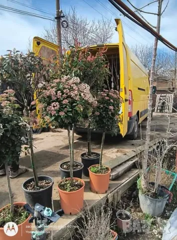 Лавролистна Калина, снимка 2 - Градински цветя и растения - 49660262