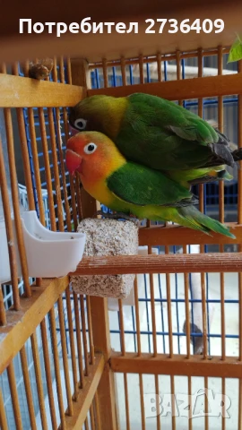 Двойка неразделки , снимка 1