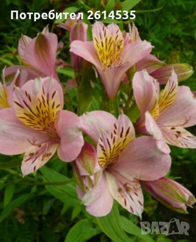 АЛСТРОМЕРИЯ, снимка 3 - Градински цветя и растения - 28687190
