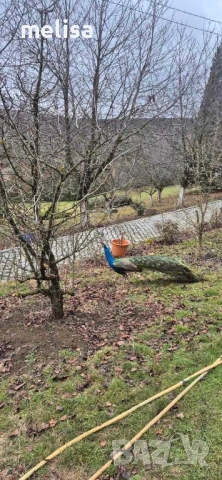 Индийски пауни