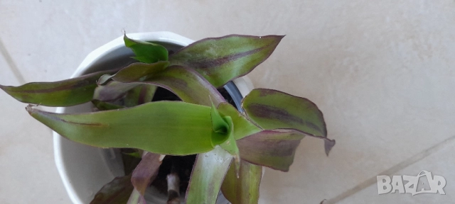 Цветя - алое, традесканция трицветна и лилава, калезия, снимка 10 - Стайни растения - 52022033