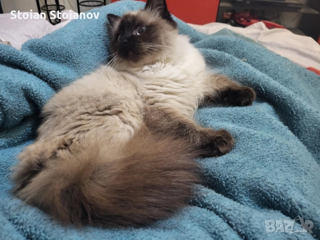 Продавам котенца Регдол