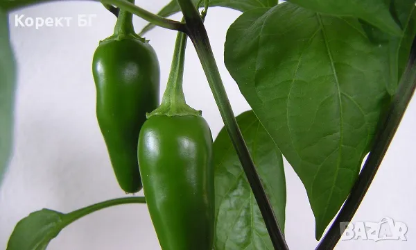 Чушка и семе от най-лютите сорт чушки в СВЕТА! Каролина Рийпър, Червено Хабанеро, Халапеньо , снимка 13 - Разсади - 49863001