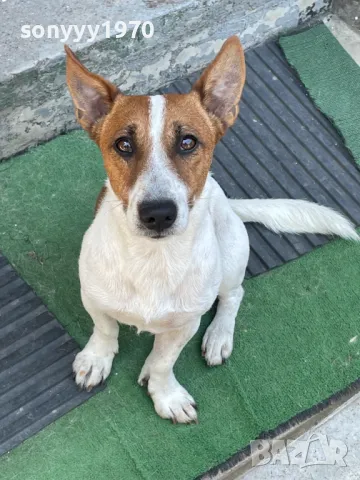 ДЖАК СИ ТЪРСИ ЖЕНСКА 0804252014