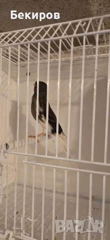 продавам канари , снимка 11 - Канари - 48365197