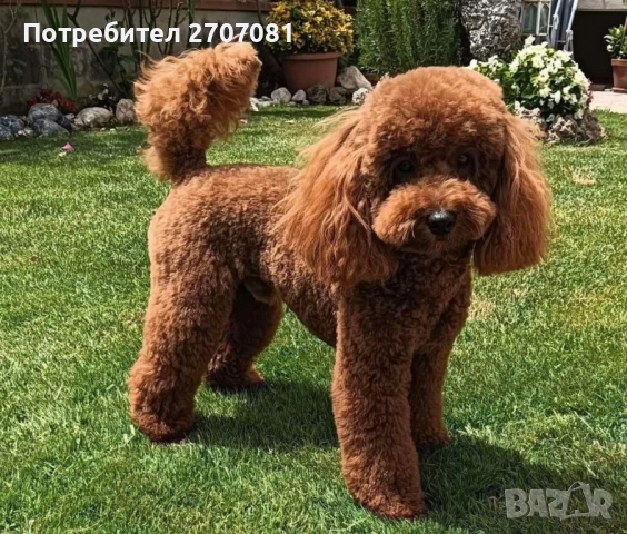 Мини пудел, снимка 8 - Пудели - 52913297