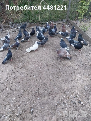 подарявам гълъби 