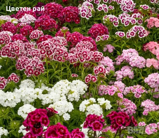 Топ карамфил зимоустойчив и многогодишен , снимка 2 - Градински цветя и растения - 48840324