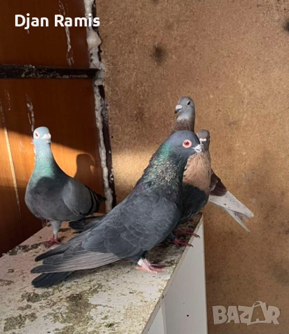 чифт Египетски суифт , снимка 2 - Гълъби - 53110732