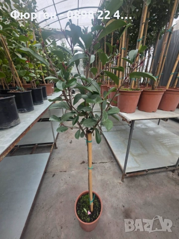 🌿 Фотиния (Photinia) – декоративна вечнозелена щамба, снимка 6 - Разсади - 53286686