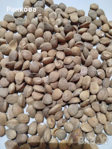 Горчиви кайсиеви ядки 