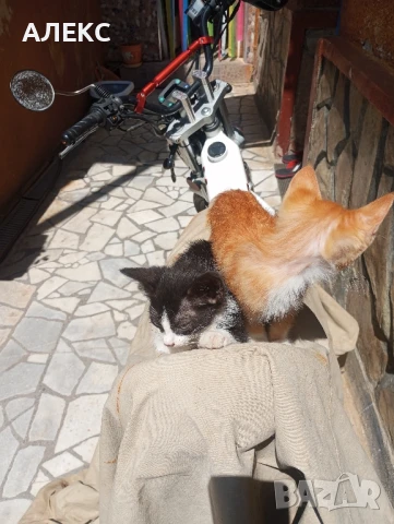 ПОДАРЯВАМ КОТЕНЦА, снимка 4 - Мейн кун - 50985226