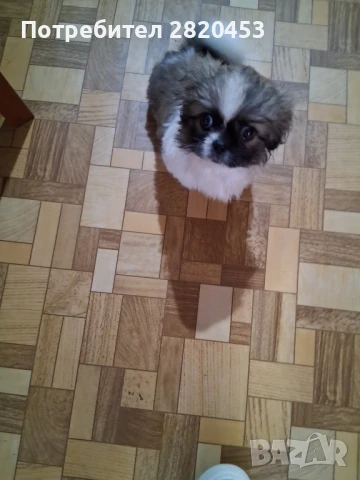 Мини пекинез, снимка 1