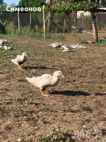 Патици Мюлари, снимка 1