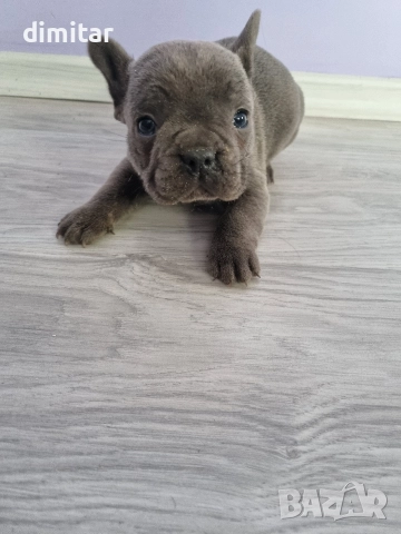 френски булдог момче , снимка 7 - Френски булдог - 52834567