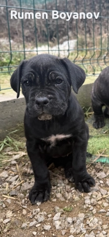 Кане Корсо , снимка 5 - Кане корсо - 52678102