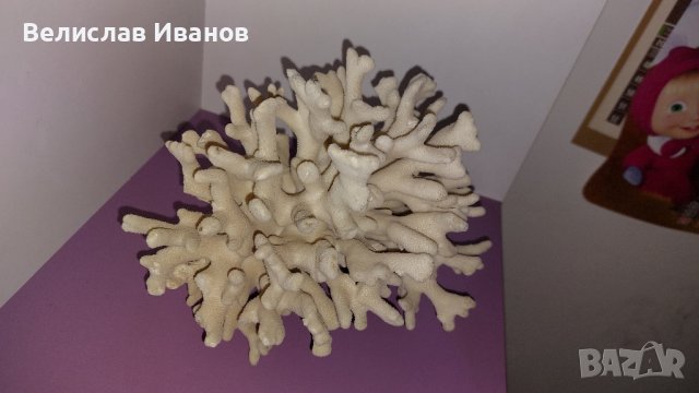 Естествен морски корал с леки забележки., снимка 2 - Декорация за дома - 43014347