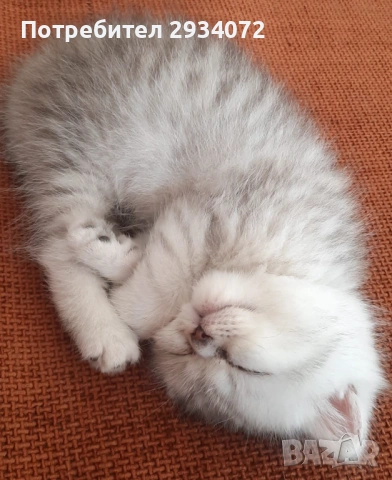 Малка женска британска сребърна чинчила си търси своите стопани, снимка 6 - Британска късокосместа - 53420284