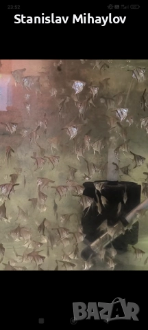 Скалария различни видове, снимка 5 - Рибки - 51626833